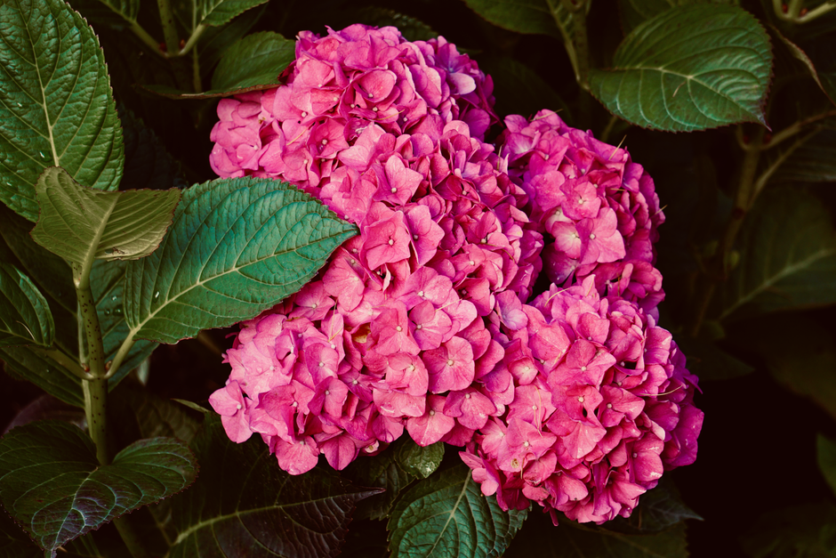 Close-up of vibrant pink hydrangea flowers with tightly clustered petals, surrounded by large, dark green, veined leaves. The hydrangeas are in full bloom, showcasing their textured, rounded flower he